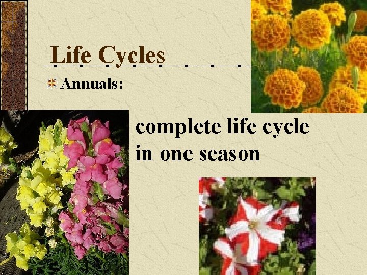 Life Cycles Annuals: complete life cycle in one season Life Cycles Annuals: complete life cycle in one season