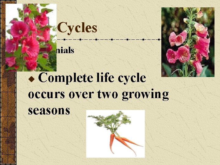 Life Cycles Biennials Complete life cycle occurs over two growing seasons u Life Cycles Biennials Complete life cycle occurs over two growing seasons u