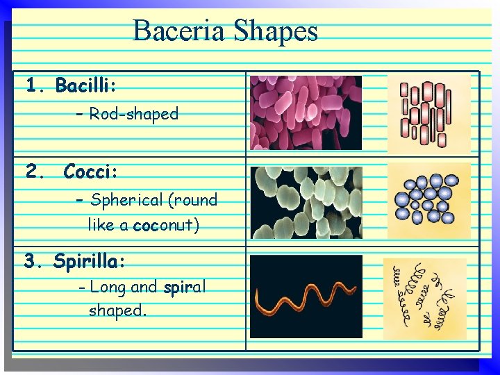 Baceria Shapes 1. Bacilli: - Rod-shaped 2. Cocci: - Spherical (round like a coconut) Baceria Shapes 1. Bacilli: - Rod-shaped 2. Cocci: - Spherical (round like a coconut)