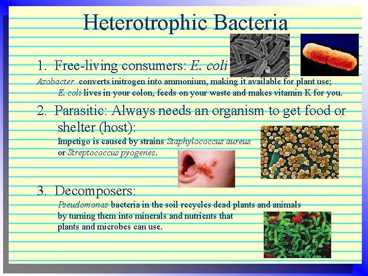 Heterotrophic Bacteria 1. Free-living consumers: E. coli Azobacter converts initrogen into ammonium, making it Heterotrophic Bacteria 1. Free-living consumers: E. coli Azobacter converts initrogen into ammonium, making it