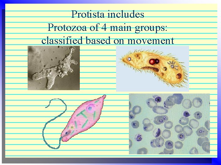 Protista includes Protozoa of 4 main groups: classified based on movement Protista includes Protozoa of 4 main groups: classified based on movement
