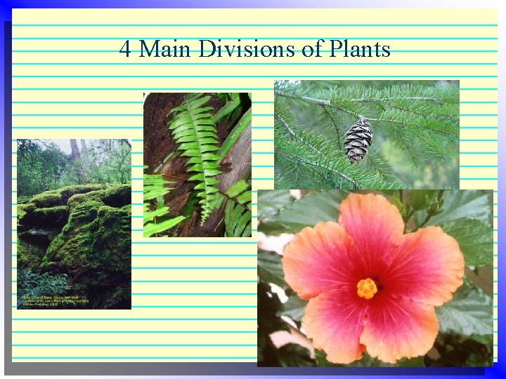 4 Main Divisions of Plants 4 Main Divisions of Plants