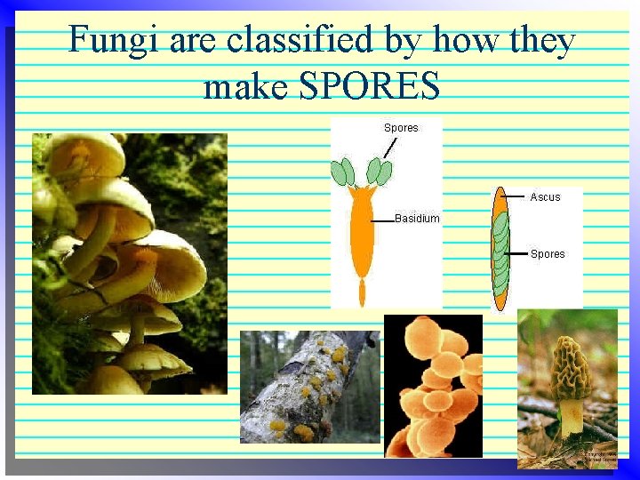 Fungi are classified by how they make SPORES Fungi are classified by how they make SPORES