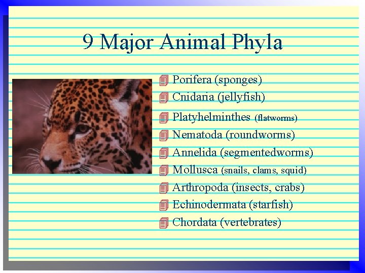 9 Major Animal Phyla 4 Porifera (sponges) 4 Cnidaria (jellyfish) 4 Platyhelminthes (flatworms) 4 9 Major Animal Phyla 4 Porifera (sponges) 4 Cnidaria (jellyfish) 4 Platyhelminthes (flatworms) 4
