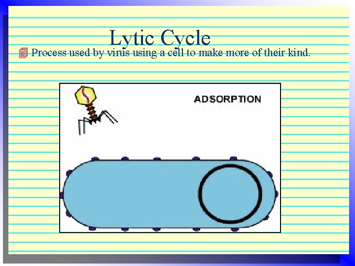 Lytic Cycle 4 Process used by virus using a cell to make more of Lytic Cycle 4 Process used by virus using a cell to make more of