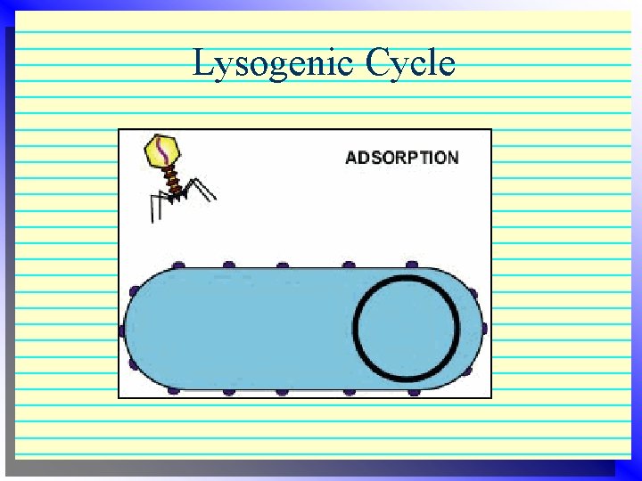 Lysogenic Cycle Lysogenic Cycle