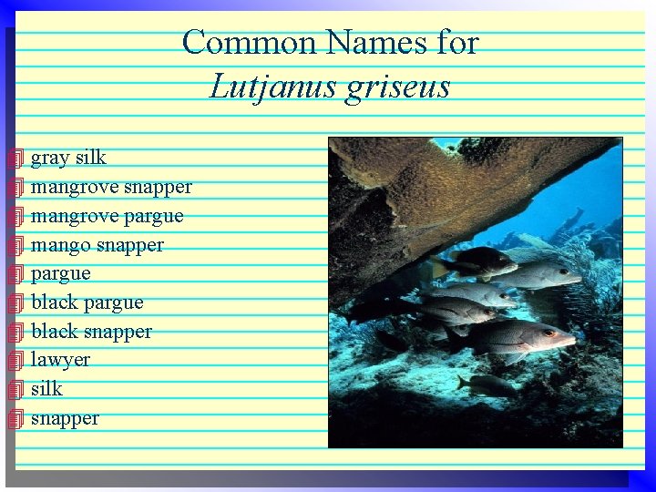 Common Names for Lutjanus griseus 4 gray silk 4 mangrove snapper 4 mangrove pargue Common Names for Lutjanus griseus 4 gray silk 4 mangrove snapper 4 mangrove pargue