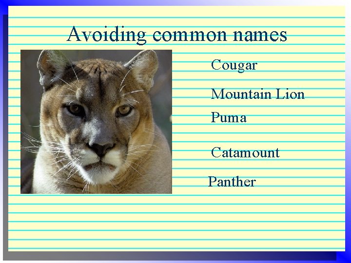 Avoiding common names 4 Cat 4 Gato 4 Koshka 4 Chien 4 kitty Cougar Avoiding common names 4 Cat 4 Gato 4 Koshka 4 Chien 4 kitty Cougar