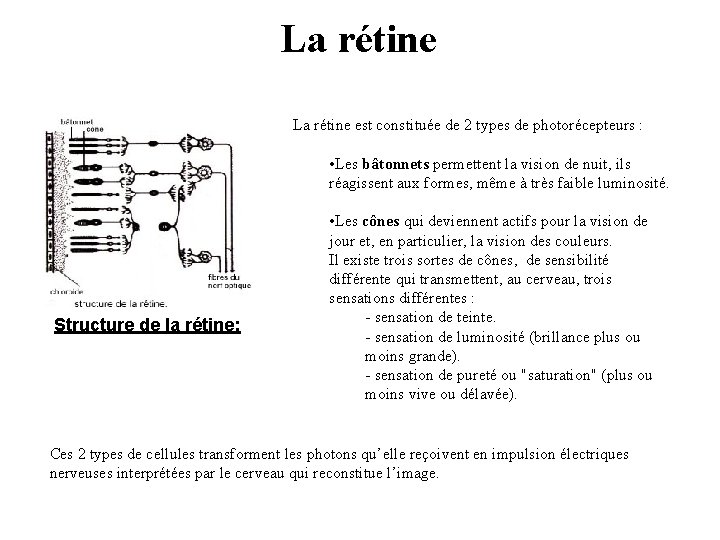 La rétine est constituée de 2 types de photorécepteurs : • Les bâtonnets permettent