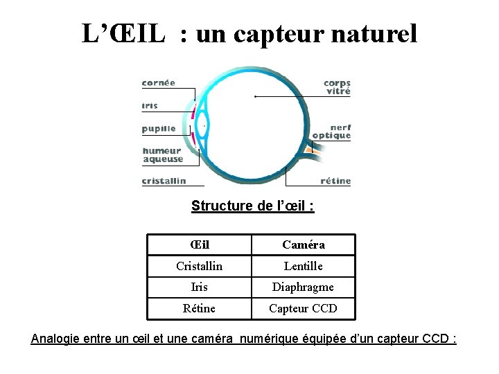 L’ŒIL : un capteur naturel Structure de l’œil : Œil Caméra Cristallin Lentille Iris