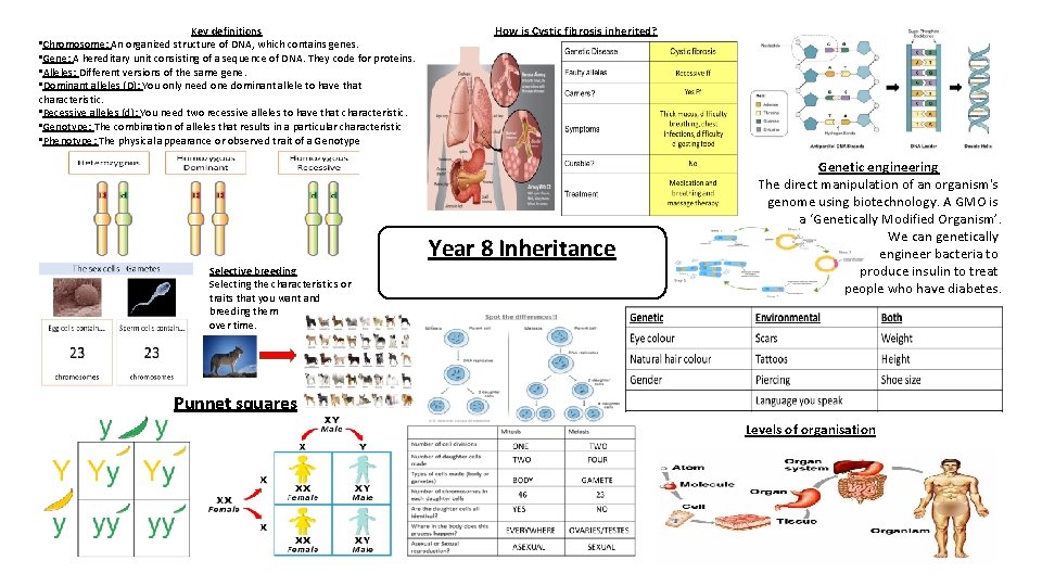 Key definitions • Chromosome: An organized structure of DNA, which contains genes. • Gene: