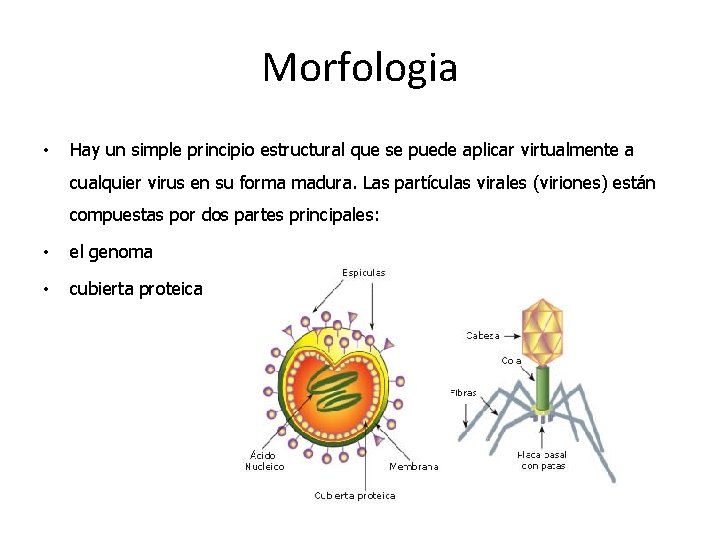Morfologia • Hay un simple principio estructural que se puede aplicar virtualmente a cualquier