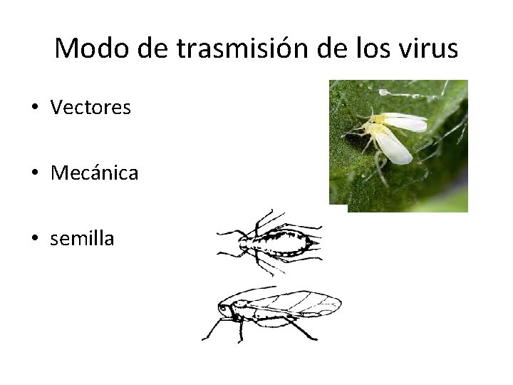 Modo de trasmisión de los virus • Vectores • Mecánica • semilla 