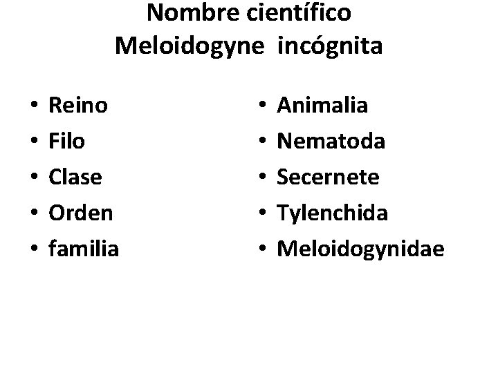 Nombre científico Meloidogyne incógnita • • • Reino Filo Clase Orden familia • •