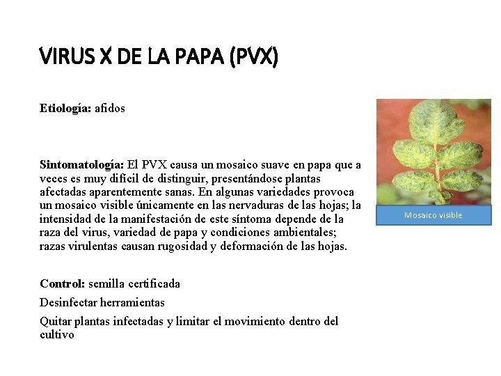 VIRUS X DE LA PAPA (PVX) Etiología: afidos Sintomatología: El PVX causa un mosaico