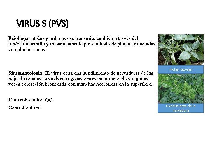 VIRUS S (PVS) Etiología: afidos y pulgones se transmite también a través del tubérculo