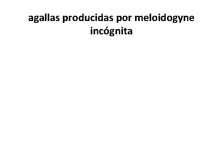 agallas producidas por meloidogyne incógnita 