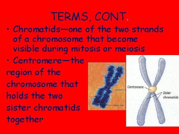 TERMS, CONT. • Chromatids—one of the two strands of a chromosome that become visible