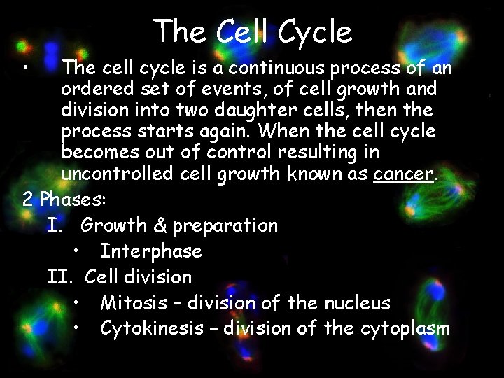 The Cell Cycle • The cell cycle is a continuous process of an ordered