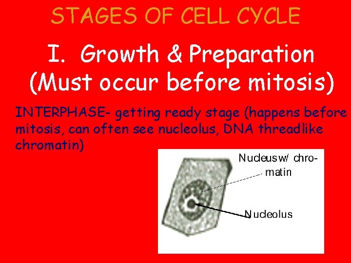 STAGES OF CELL CYCLE I. Growth & Preparation (Must occur before mitosis) INTERPHASE- getting