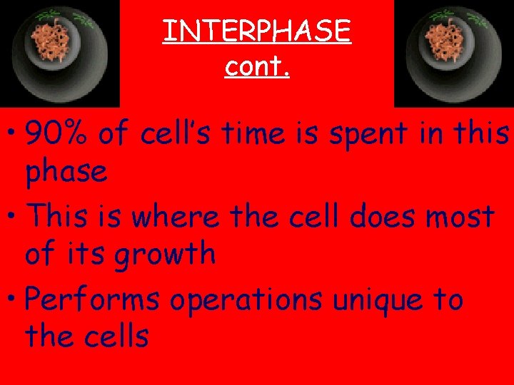 INTERPHASE cont. • 90% of cell’s time is spent in this phase • This