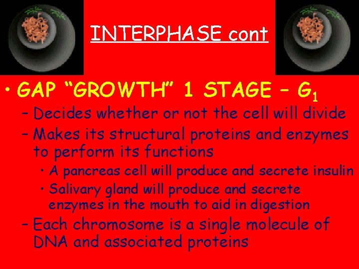 INTERPHASE cont • GAP “GROWTH” 1 STAGE – G 1 – Decides whether or