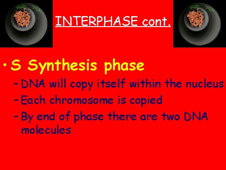 INTERPHASE cont. • S Synthesis phase – DNA will copy itself within the nucleus