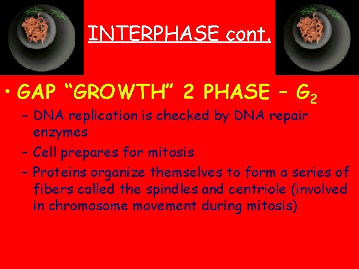 INTERPHASE cont. • GAP “GROWTH” 2 PHASE – G 2 – DNA replication is