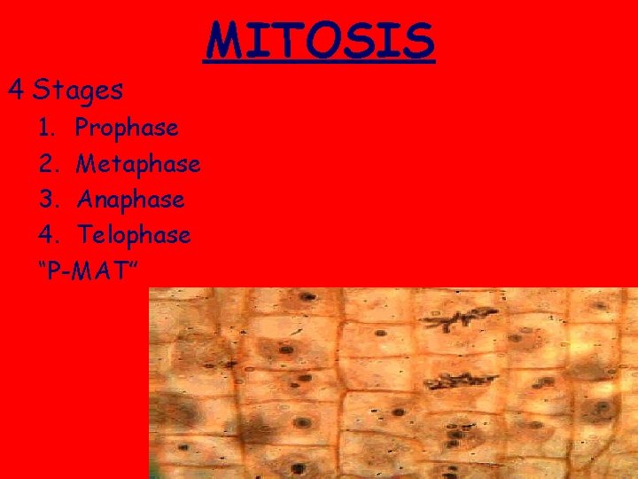 4 Stages 1. Prophase 2. Metaphase 3. Anaphase 4. Telophase “P-MAT” MITOSIS 