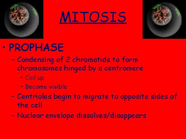 MITOSIS • PROPHASE – Condensing of 2 chromatids to form chromosomes hinged by a