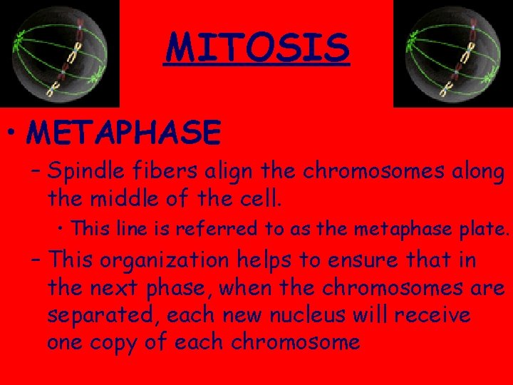 MITOSIS • METAPHASE – Spindle fibers align the chromosomes along the middle of the