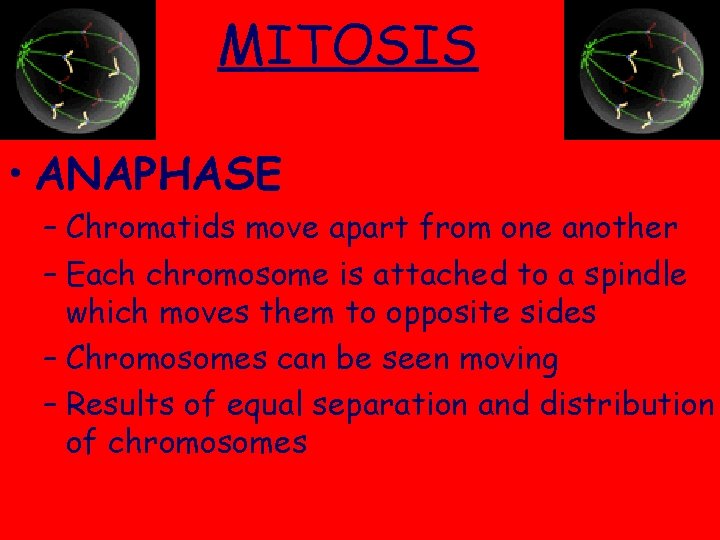 MITOSIS • ANAPHASE – Chromatids move apart from one another – Each chromosome is