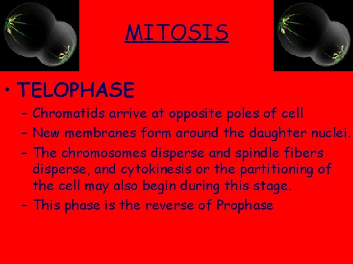 MITOSIS • TELOPHASE – Chromatids arrive at opposite poles of cell – New membranes