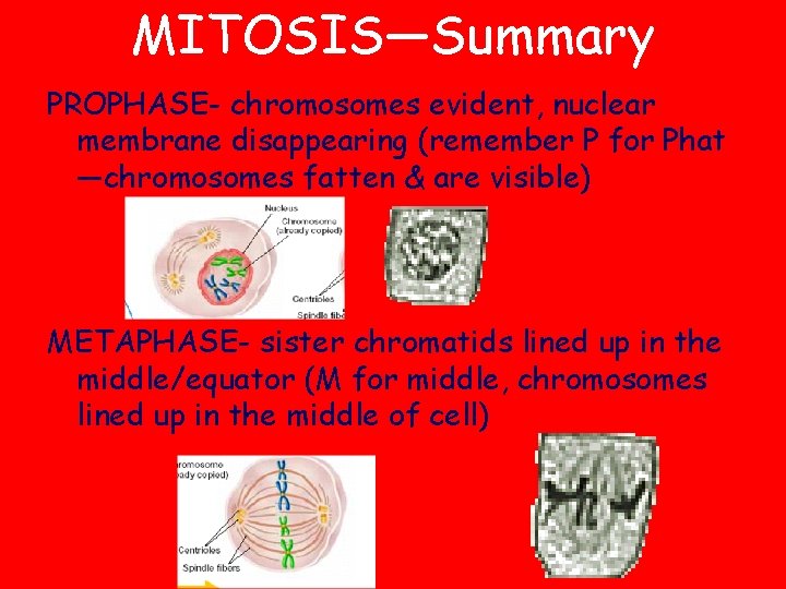 MITOSIS—Summary PROPHASE- chromosomes evident, nuclear membrane disappearing (remember P for Phat —chromosomes fatten &