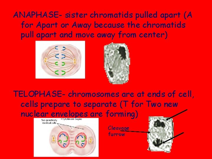 ANAPHASE- sister chromatids pulled apart (A for Apart or Away because the chromatids pull