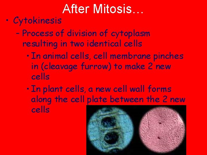  • Cytokinesis After Mitosis… – Process of division of cytoplasm resulting in two