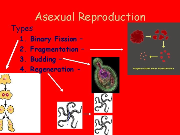 Types 1. 2. 3. 4. Asexual Reproduction Binary Fission – Fragmentation – Budding –