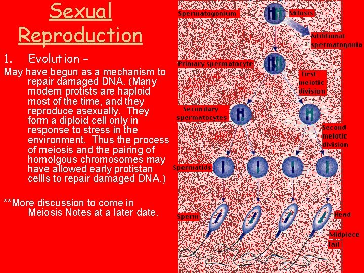 Sexual Reproduction 1. Evolution – May have begun as a mechanism to repair damaged