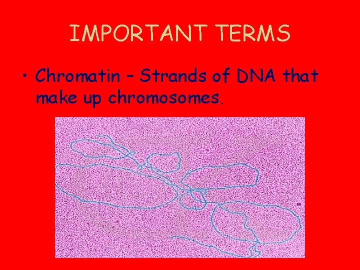 IMPORTANT TERMS • Chromatin – Strands of DNA that make up chromosomes. 