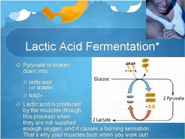 Lactic Acid Fermentation* Pyruvate is broken down into… lactic acid (or lactate) NAD+ Lactic