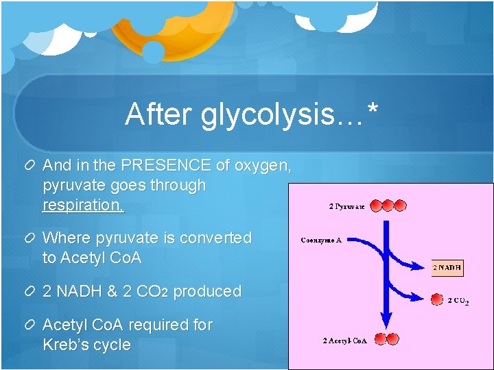 After glycolysis…* And in the PRESENCE of oxygen, pyruvate goes through respiration, Where pyruvate