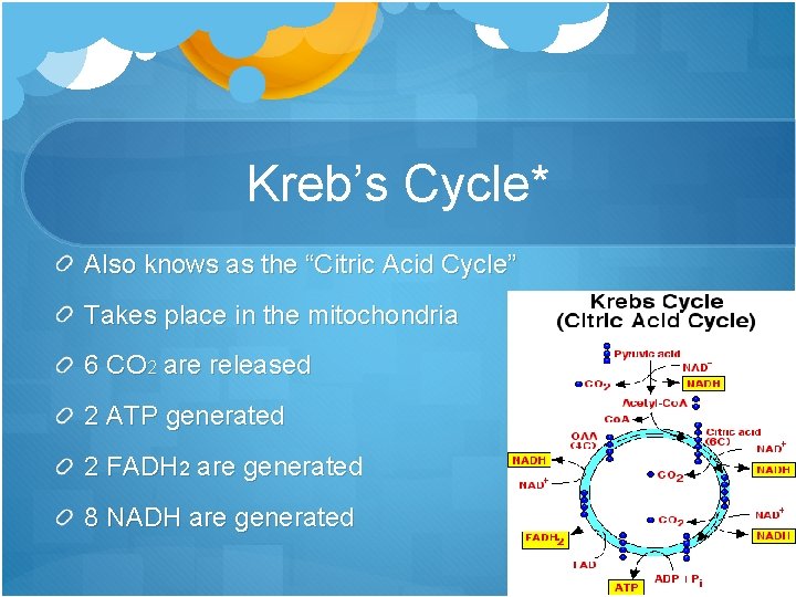 Kreb’s Cycle* Also knows as the “Citric Acid Cycle” Takes place in the mitochondria