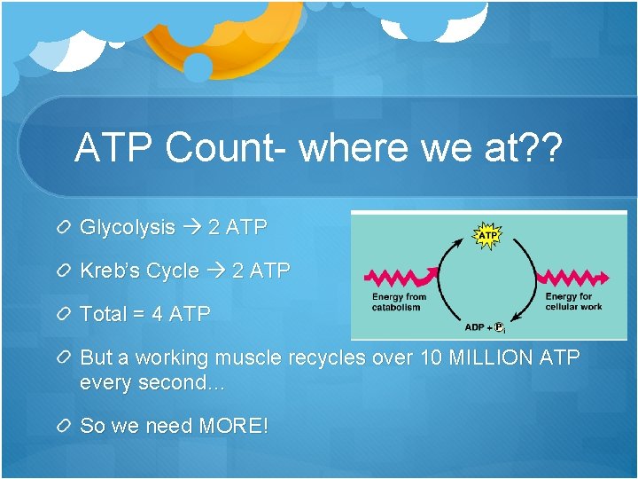 ATP Count- where we at? ? Glycolysis 2 ATP Kreb’s Cycle 2 ATP Total