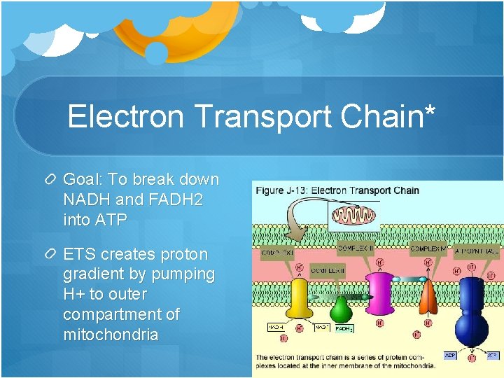 Electron Transport Chain* Goal: To break down NADH and FADH 2 into ATP ETS