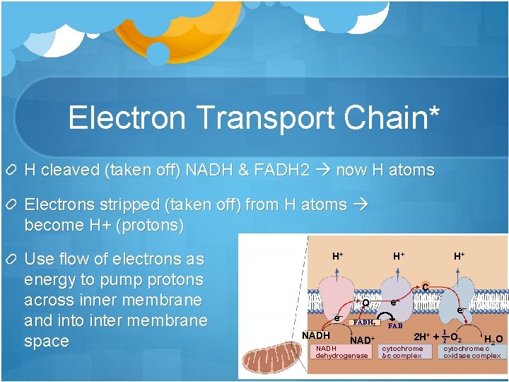 Electron Transport Chain* H cleaved (taken off) NADH & FADH 2 now H atoms