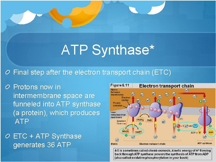 ATP Synthase* Final step after the electron transport chain (ETC) Protons now in intermembrane