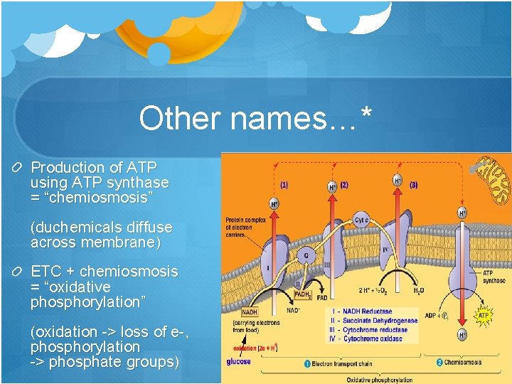 Other names…* Production of ATP using ATP synthase = “chemiosmosis” (duchemicals diffuse across membrane)