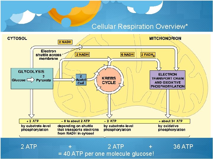 Cellular Respiration Overview* 2 ATP + = 40 ATP per one molecule glucose! 36