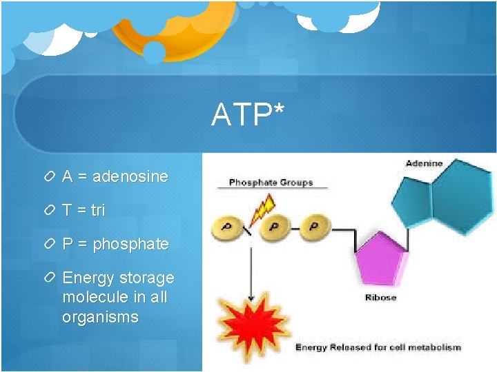 ATP* A = adenosine T = tri P = phosphate Energy storage molecule in