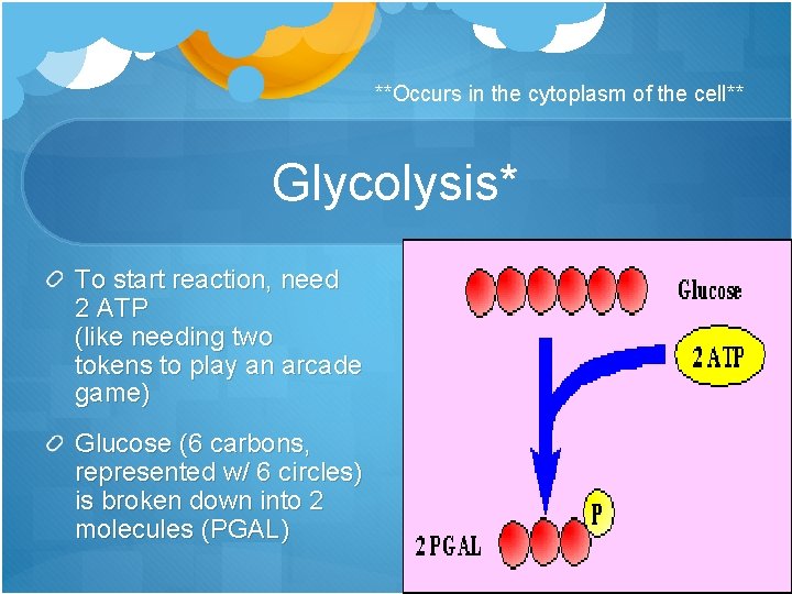 **Occurs in the cytoplasm of the cell** Glycolysis* To start reaction, need 2 ATP